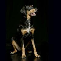 studio coup de un adorable mixte race chien photo