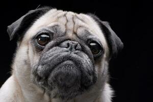 portrait de un adorable vadrouilles ou carlin photo