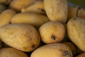 Frais des fruits mûr mangue affiché pour vente dans le marché de bangladesh photo