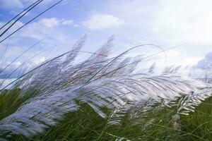 fermer concentrer épanouissement kans herbe saccharum spontané fleurs champ avec nuageux blu ciel photo