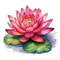 lotus détaillé aquarelle La peinture fruit légume clipart botanique réaliste illustration photo