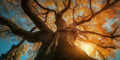 l'automne Orange arbre chute paisible paysage liberté scène magnifique la nature fond d'écran photo