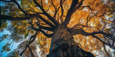 l'automne Orange arbre chute paisible paysage liberté scène magnifique la nature fond d'écran photo