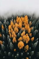 aérien vue forêt l'automne paisible paysage liberté scène magnifique la nature fond d'écran photo