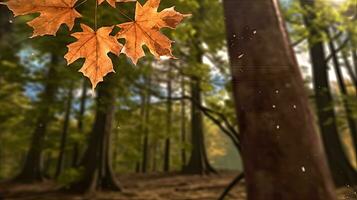 érable feuilles or tranquillité la grâce paysage Zen harmonie du repos calme unité harmonie la photographie photo