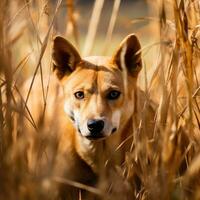 dingo chien léopard caché prédateur la photographie herbe nationale géographique style documentaire fond d'écran photo