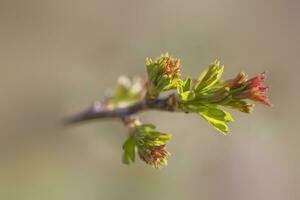 petit délicat premier printemps bourgeon sur une arbre branche photo