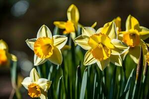 Jaune jonquilles sont épanouissement dans le Soleil. généré par ai photo