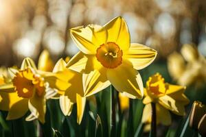 Jaune jonquilles dans le Soleil. généré par ai photo