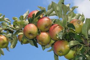 récolte de pommes dans le vieux pays hambourg photo