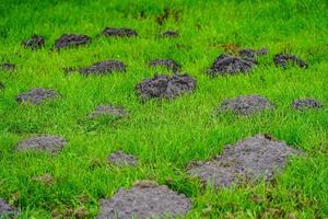 une taupe dans le jardin photo