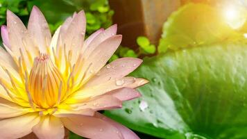 fermer et surgir une magnifique rose lotus fleur épanouissement dans une jardin avec l'eau gouttelettes et soleil, lentille éclater Contexte. photo
