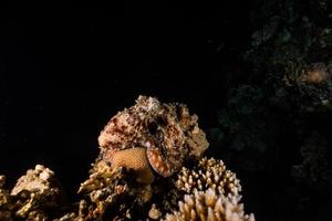 Octopus king of camouflage dans la mer rouge, eilat israël photo
