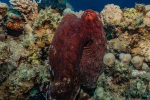 Octopus king of camouflage dans la mer rouge, eilat israël photo