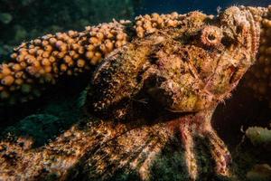 Octopus king of camouflage dans la mer rouge, eilat israël photo