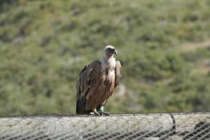 incroyable vautour d'israël, vautour de la terre sainte photo