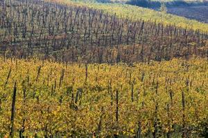 vignobles et campagne de l'arrière-pays du piémont, italie photo