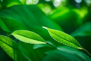 vert feuilles dans le lumière du soleil. généré par ai photo