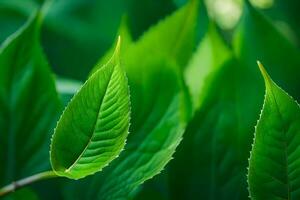 une proche en haut de vert feuilles sur une plante. généré par ai photo