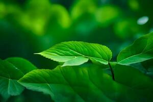 une proche en haut de vert feuilles sur une arbre. généré par ai photo