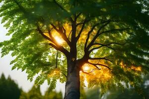 une arbre avec lumière du soleil brillant par il. généré par ai photo