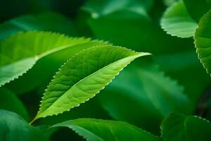 une proche en haut de vert feuilles sur une arbre. généré par ai photo