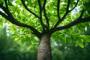 une arbre avec vert feuilles dans le Contexte. généré par ai photo