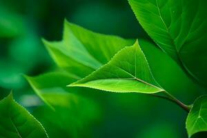 une proche en haut de vert feuilles sur une arbre. généré par ai photo