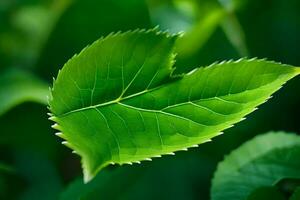 une feuille est montré dans le forme de une cœur. généré par ai photo