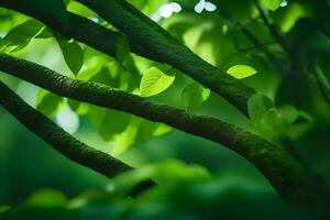 une proche en haut de vert feuilles sur une arbre. généré par ai photo