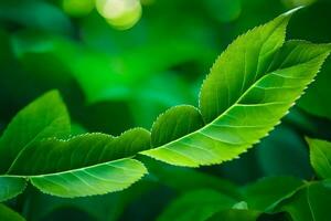 une proche en haut de une feuille avec vert feuilles. généré par ai photo