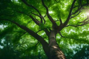 une arbre avec vert feuilles et lumière du soleil brillant à travers. généré par ai photo