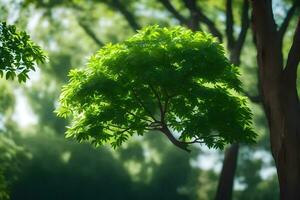 une arbre avec feuilles dans le lumière du soleil. généré par ai photo