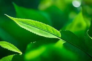 une proche en haut de vert feuilles sur une plante. généré par ai photo