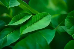 une proche en haut de vert feuilles sur une arbre. généré par ai photo