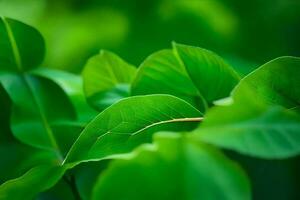 une proche en haut de vert feuilles sur une plante. généré par ai photo