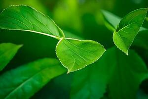 une proche en haut de vert feuilles sur une arbre. généré par ai photo