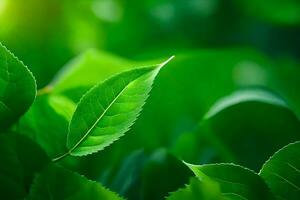 vert feuilles dans le lumière du soleil. généré par ai photo