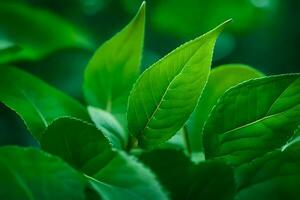 une proche en haut de vert feuilles sur une plante. généré par ai photo