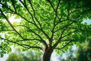 une arbre avec vert feuilles et lumière du soleil brillant à travers. généré par ai photo