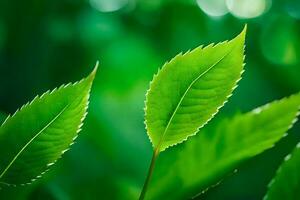 une proche en haut de vert feuilles sur une arbre. généré par ai photo