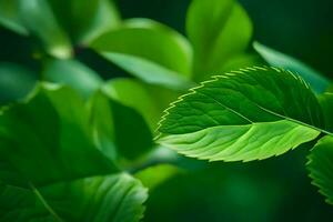 une proche en haut de vert feuilles sur une arbre. généré par ai photo