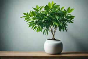 une mis en pot plante dans une blanc vase sur une tableau. généré par ai photo