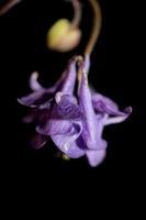 Floraison de fleurs fond famille aquilegia vulgaris ranunculaceae