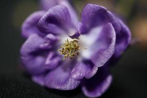 Floraison de fleurs fond famille aquilegia vulgaris ranunculaceae