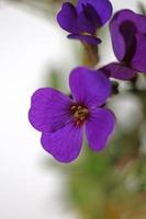 Fleur pourpre aubrieta deltoidea famille brasicaceae floraison pourpre photo