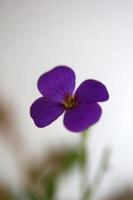 Fleur pourpre aubrieta deltoidea famille brasicaceae floraison pourpre photo