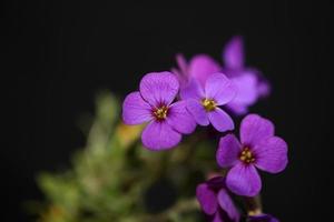 Fleur pourpre aubrieta deltoidea famille brasicaceae floraison pourpre photo