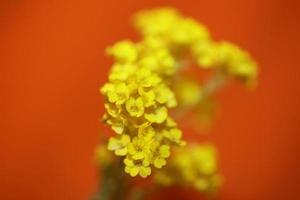 Fleur fleur macro aurinia saxatilis famille brassicaceae fond