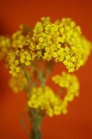 Fleur fleur macro aurinia saxatilis famille brassicaceae fond photo